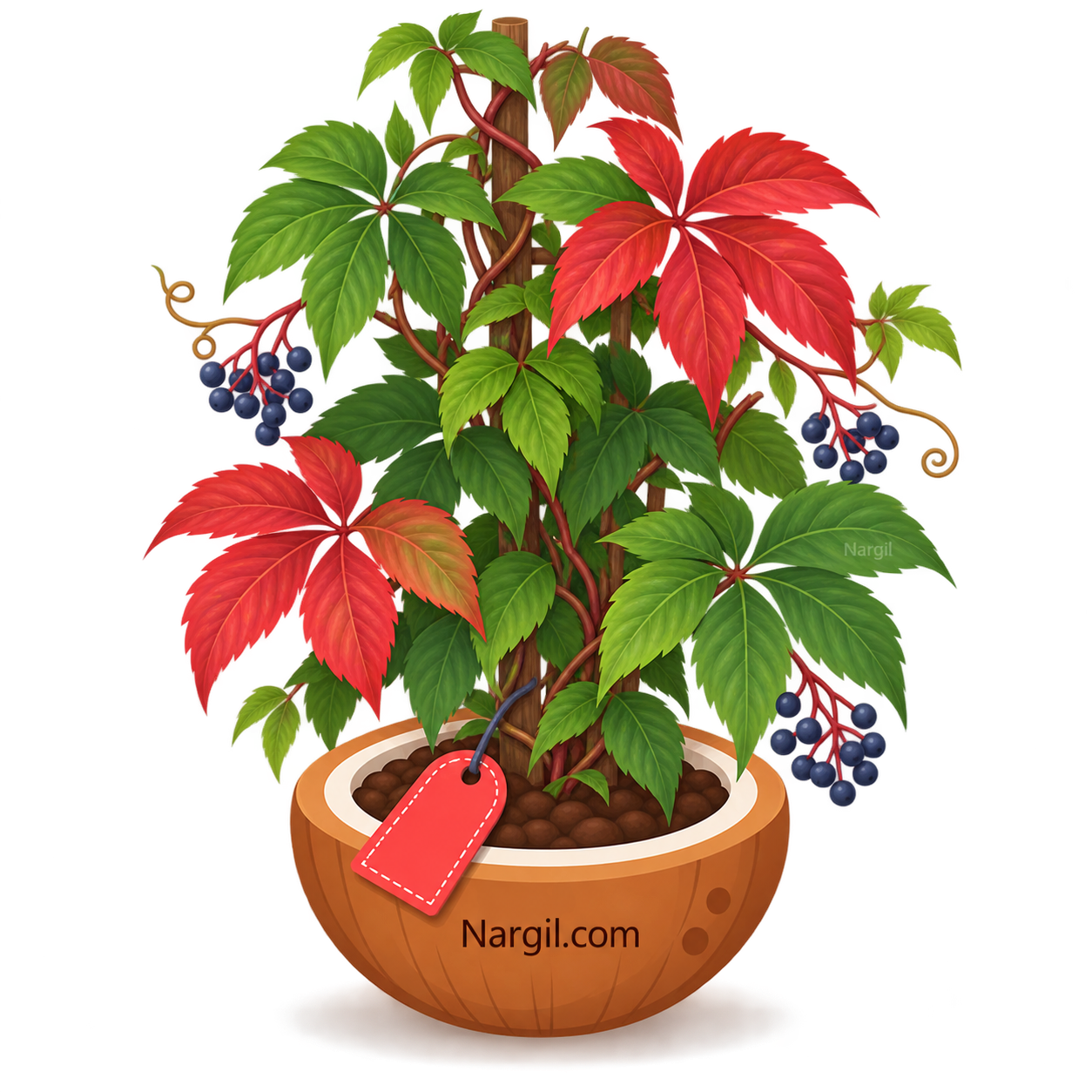 Nargil_Parthenocissus quinquefolia